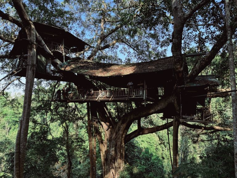 Swinging from the tree tops at The Gibbon Experience, Laos